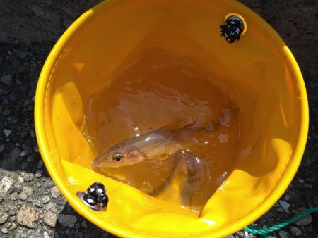 キス狙いとアジングの二本立て